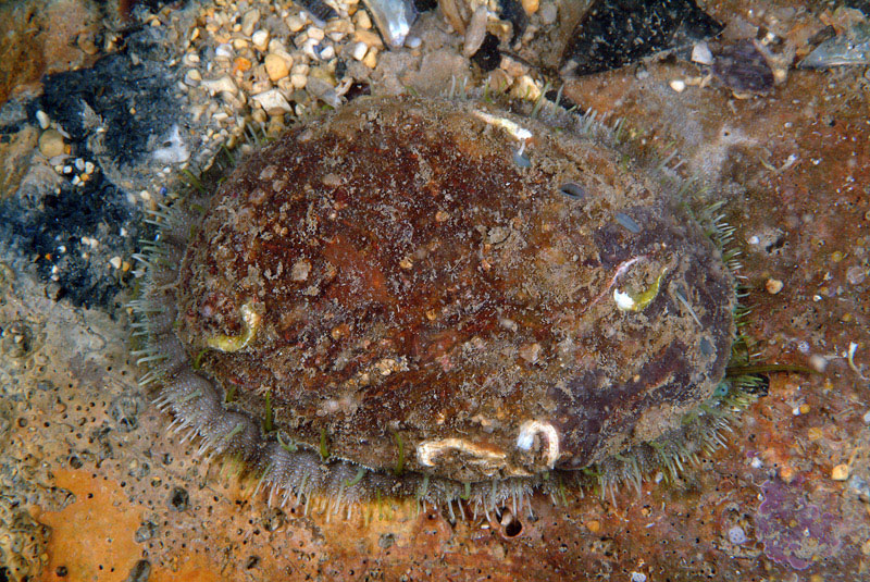 Haliotis sp.
